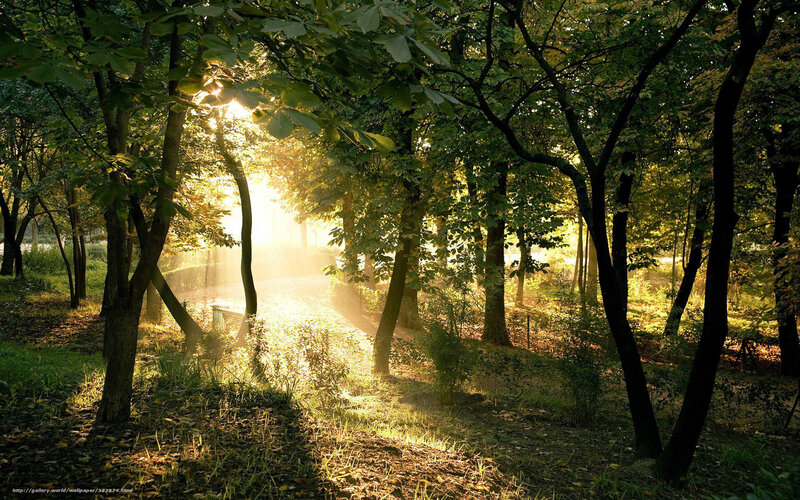 Sunlight through forest trees