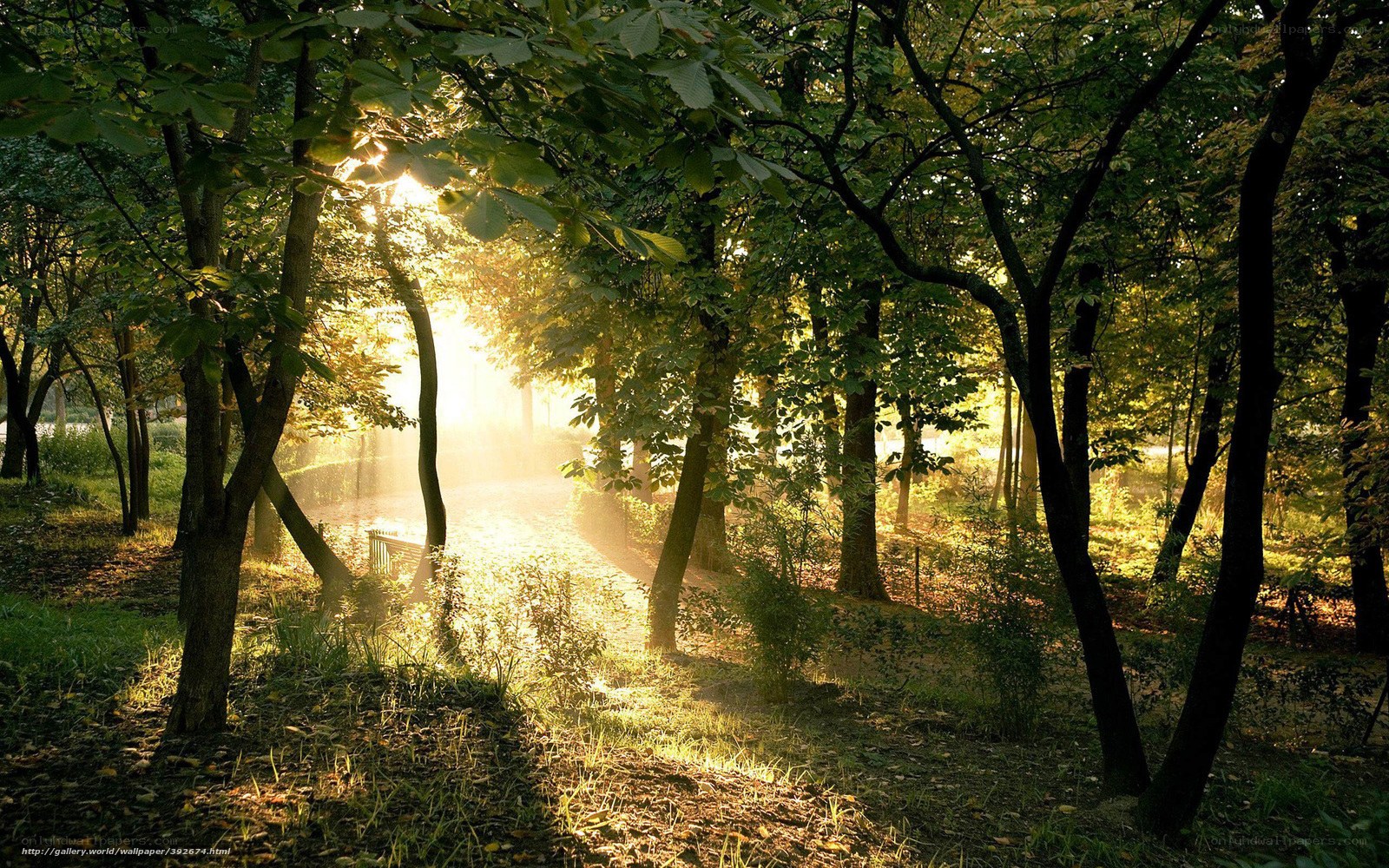 Sunlight through forest trees