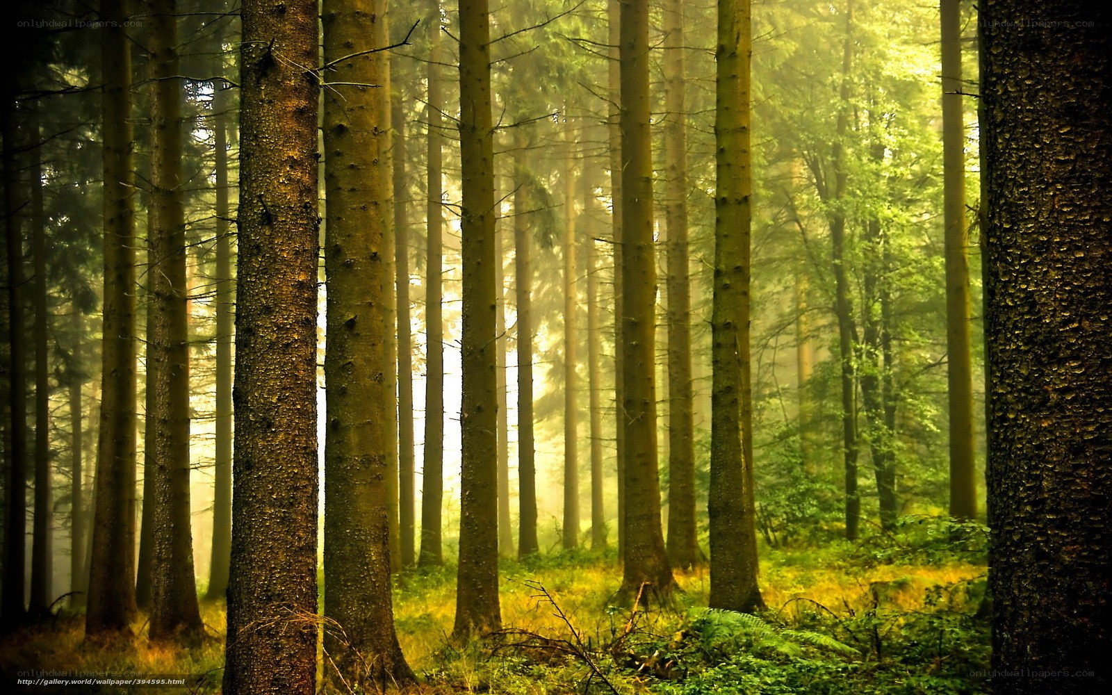 Sunlight through forest trees