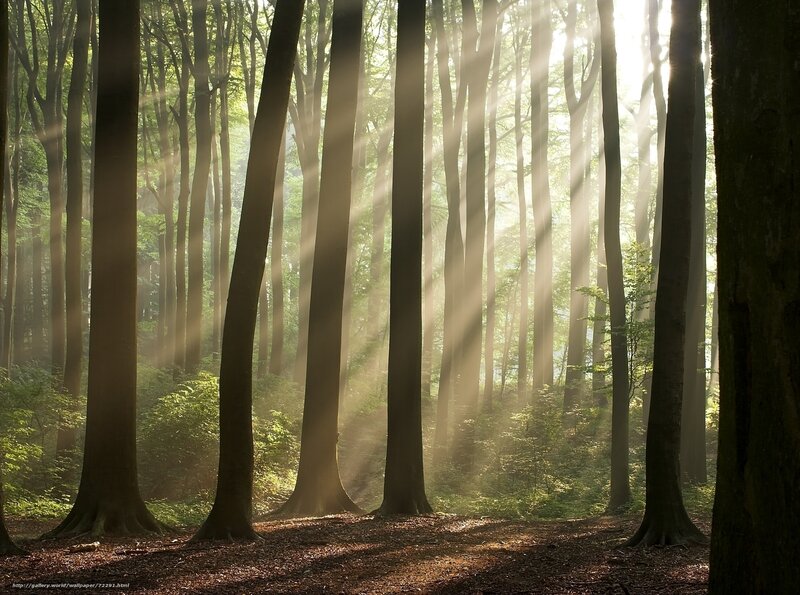 Sunlight through forest trees