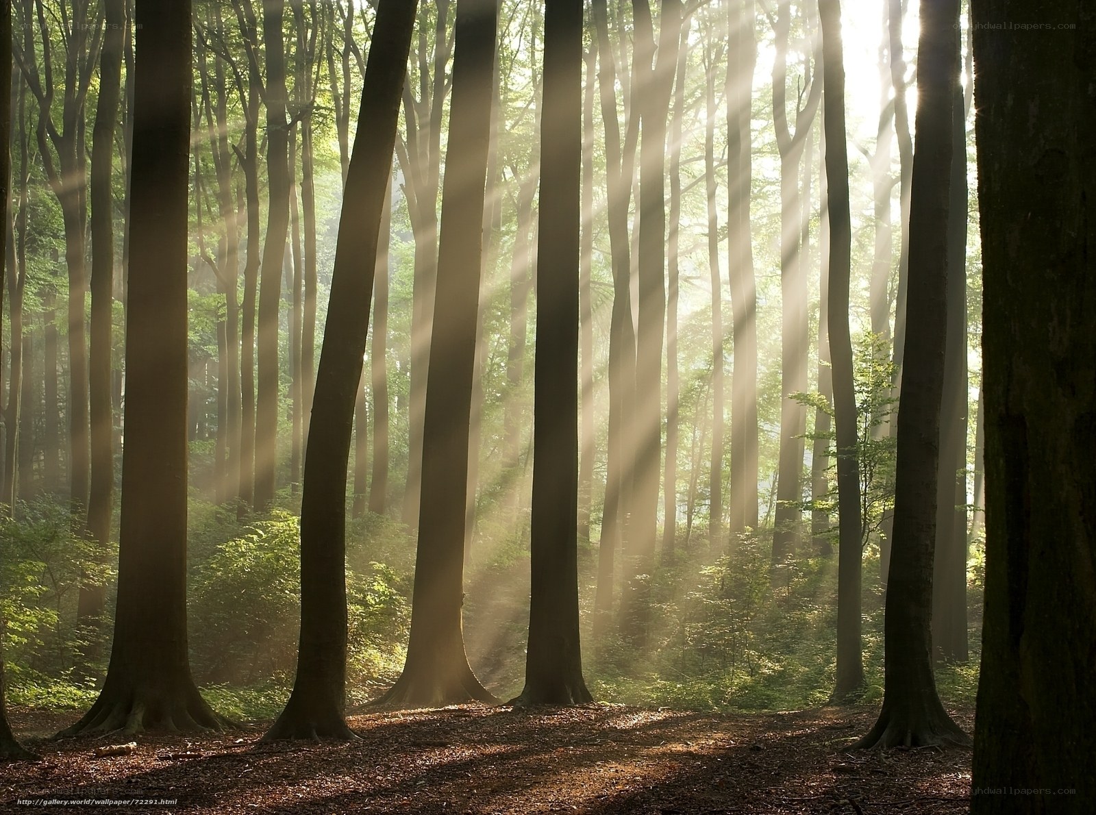 Sunlight through forest trees