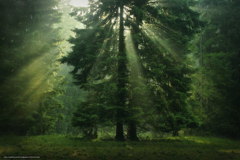 Sunlight through forest trees