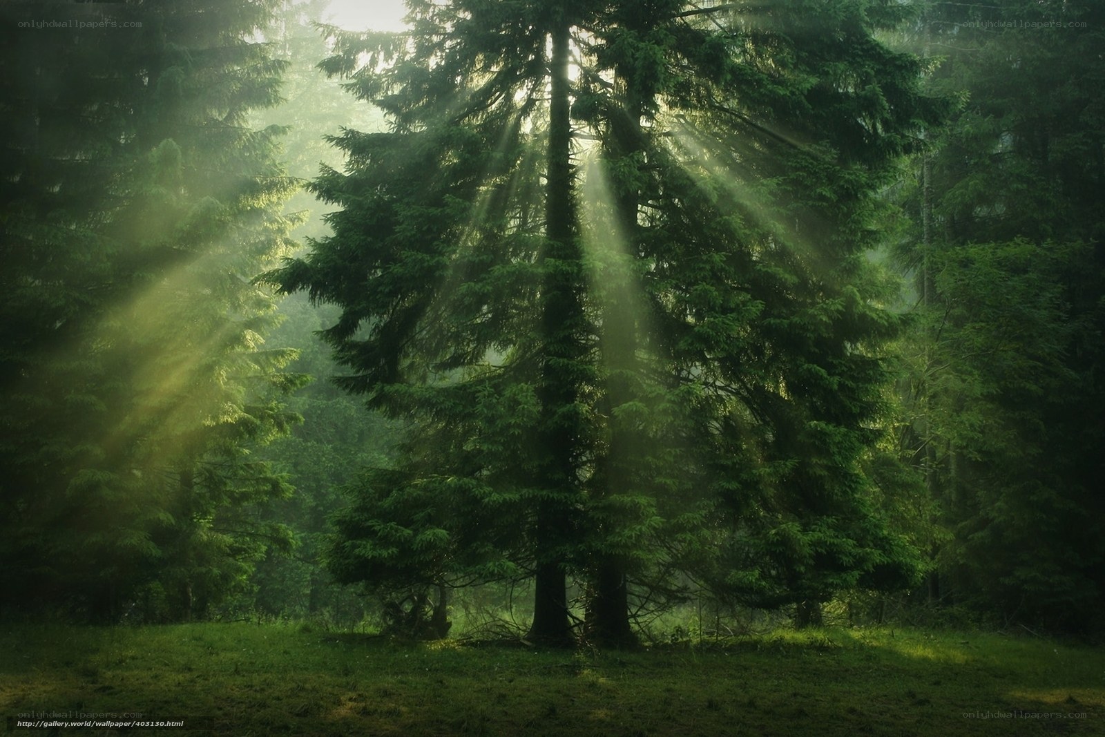 Sunlight through forest trees