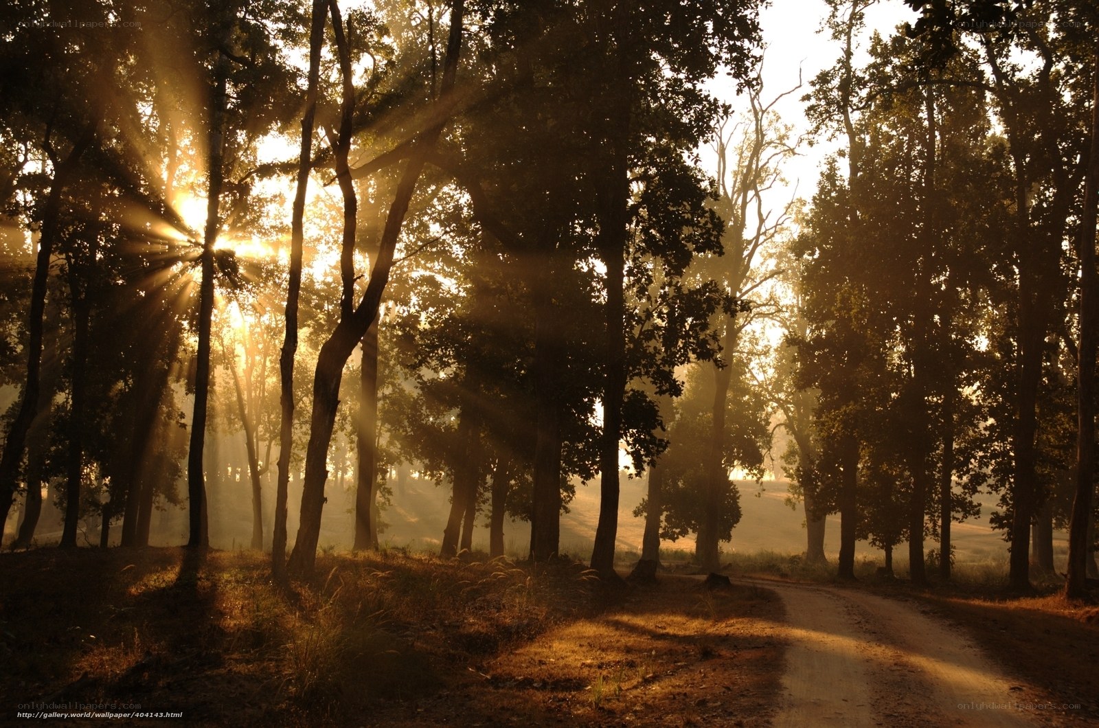 Sunlight through forest trees