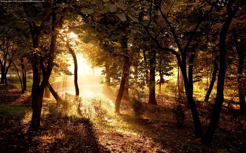 Sunlight through forest trees