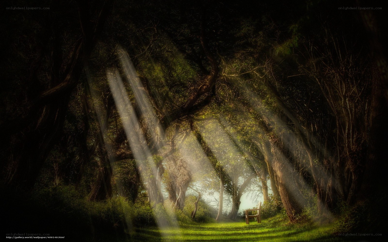Sunlight through forest trees
