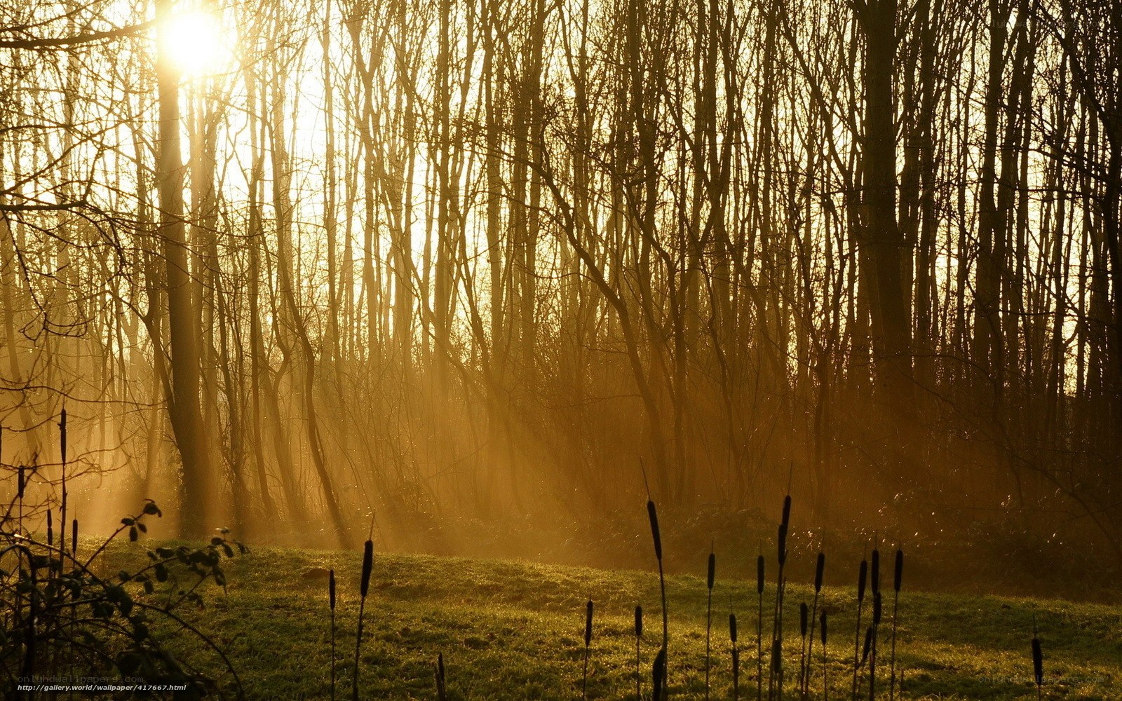 Sunlight through forest trees