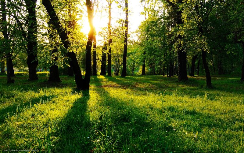 Sunlight through forest trees