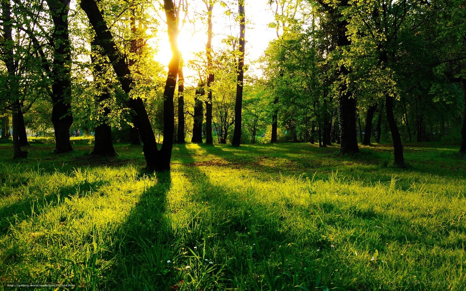 Sunlight through forest trees