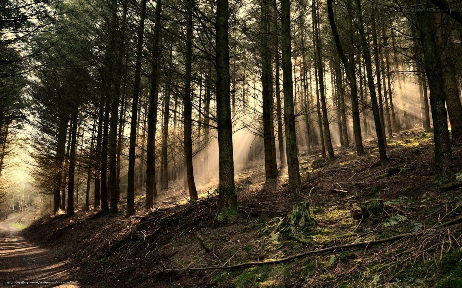Sunlight through forest trees