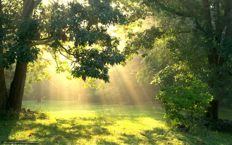 Sunlight through forest trees