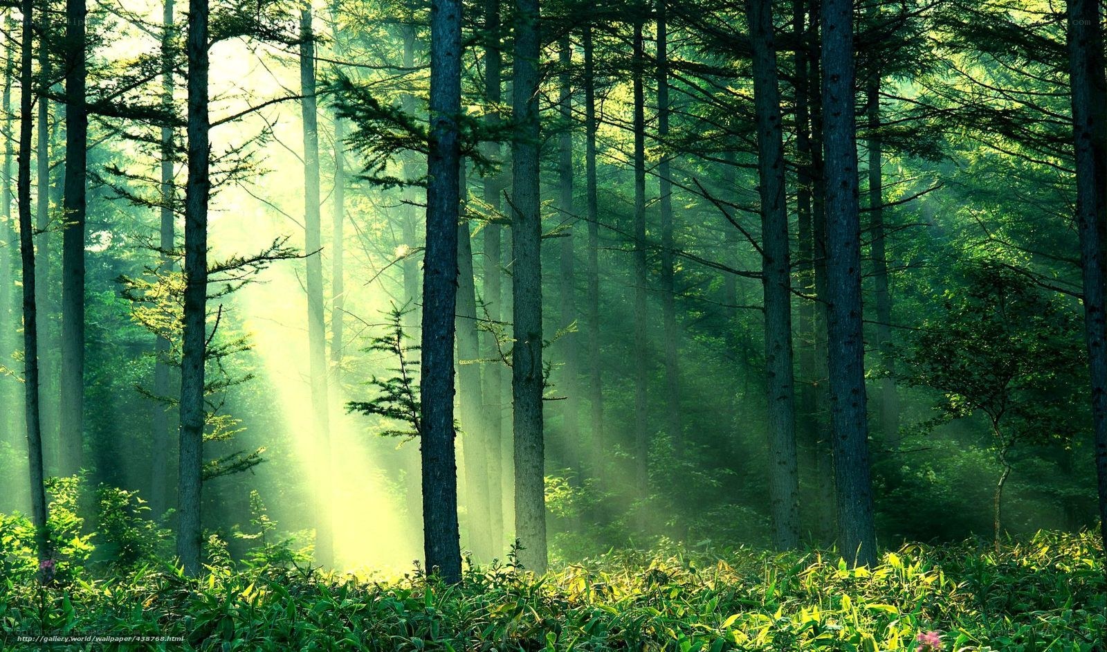 Sunlight through forest trees