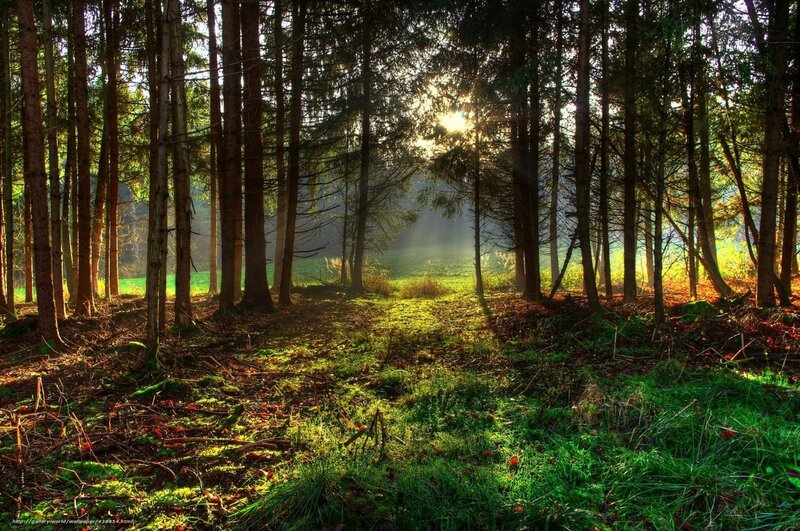 Sunlight through forest trees