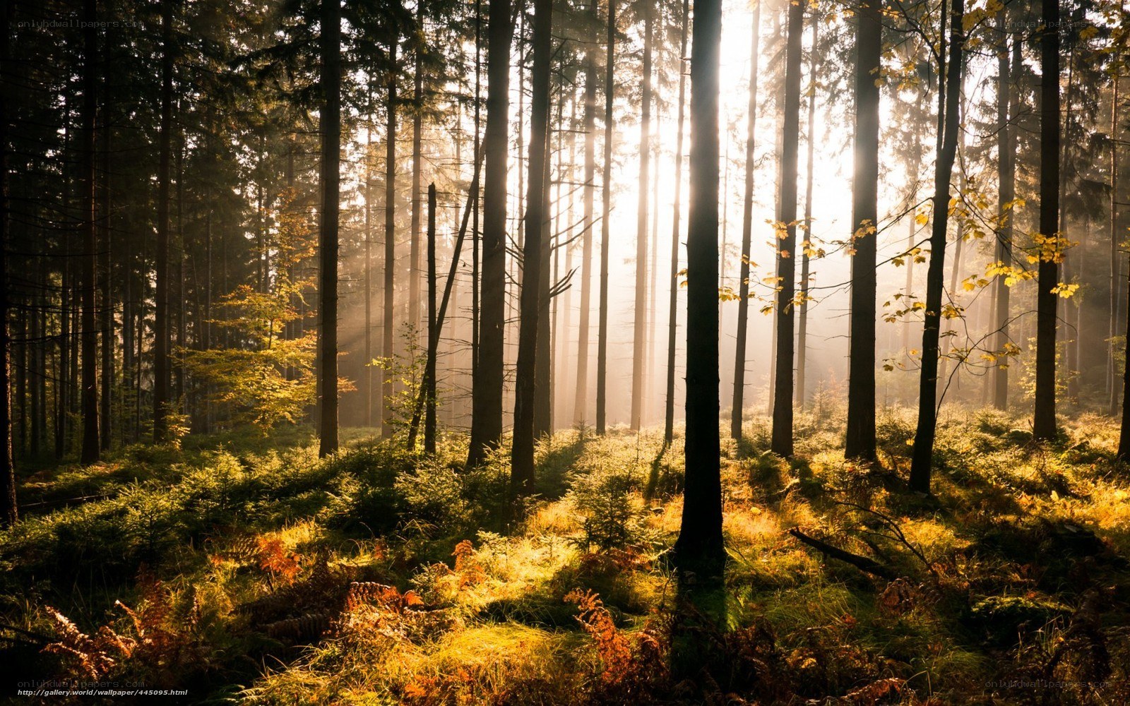 Sunlight through forest trees