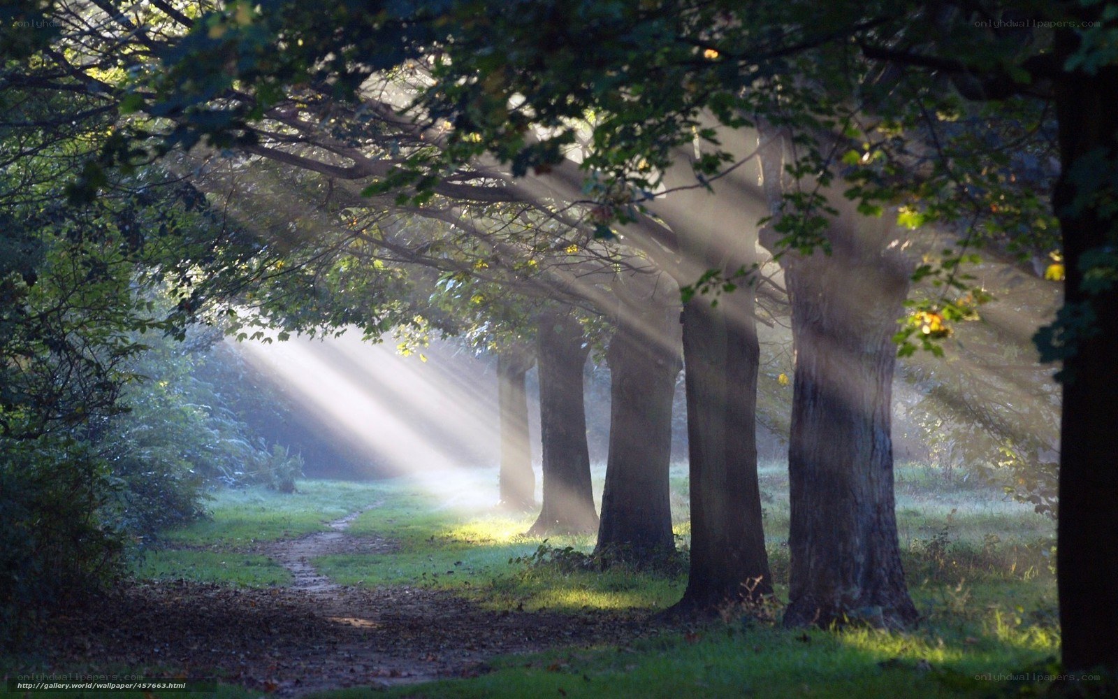 Sunlight through forest trees