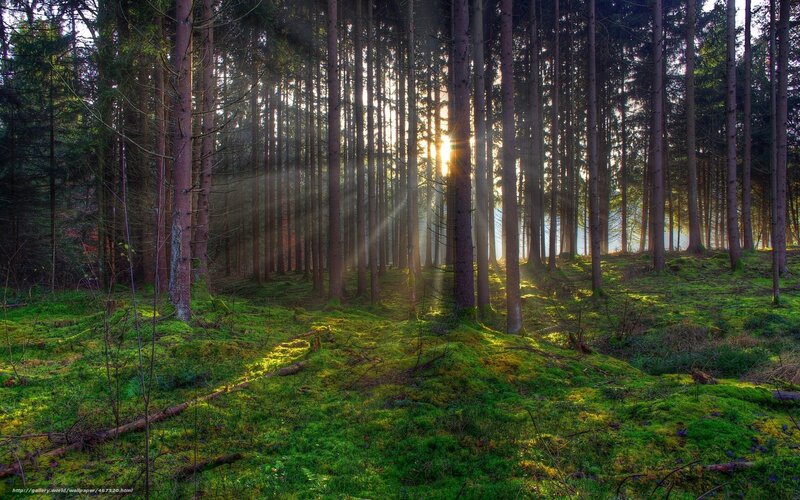 Sunlight through forest trees