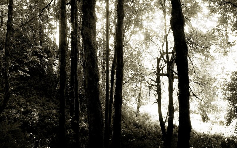 Sunlight Through Forest Trees — Black