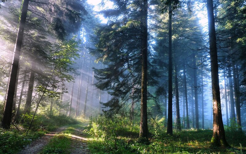 Sunlight Through Forest — Trees, Blue