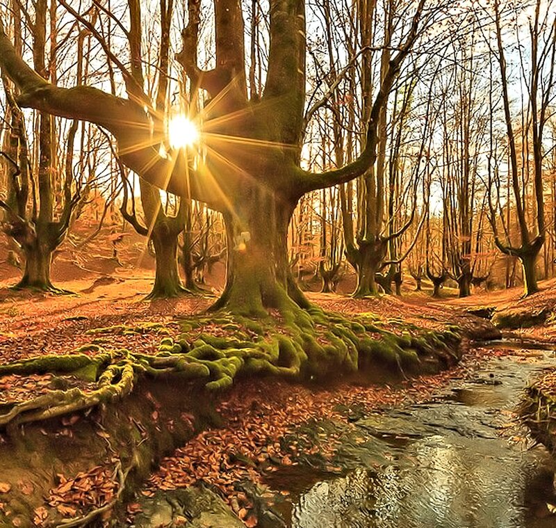Sunlight Through Forest Trees — Brown