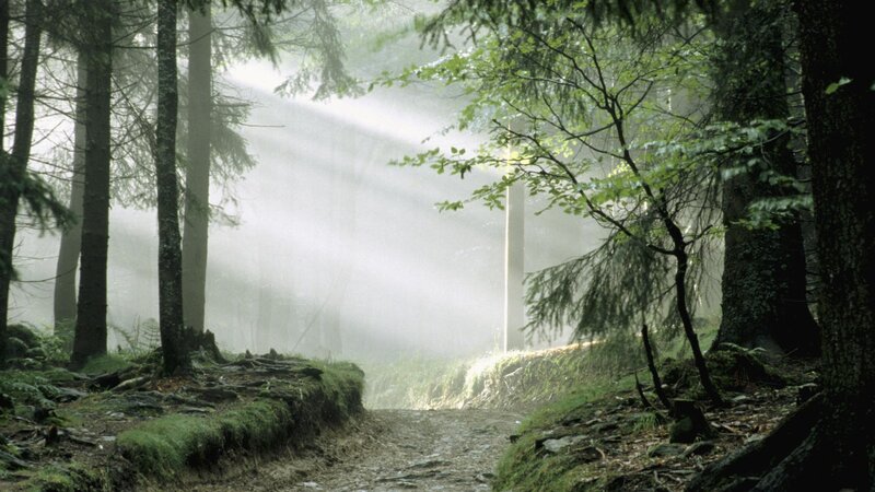 Sunlight Through Forest — Trees, Fog