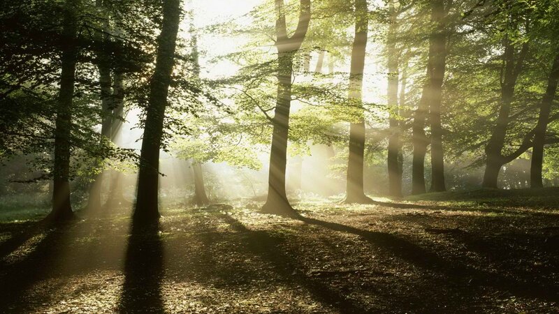 Sunlight Through Forest — Trees, Forest Floor
