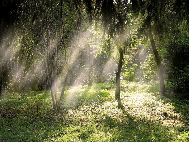Sunlight Through Forest — Trees, Grass