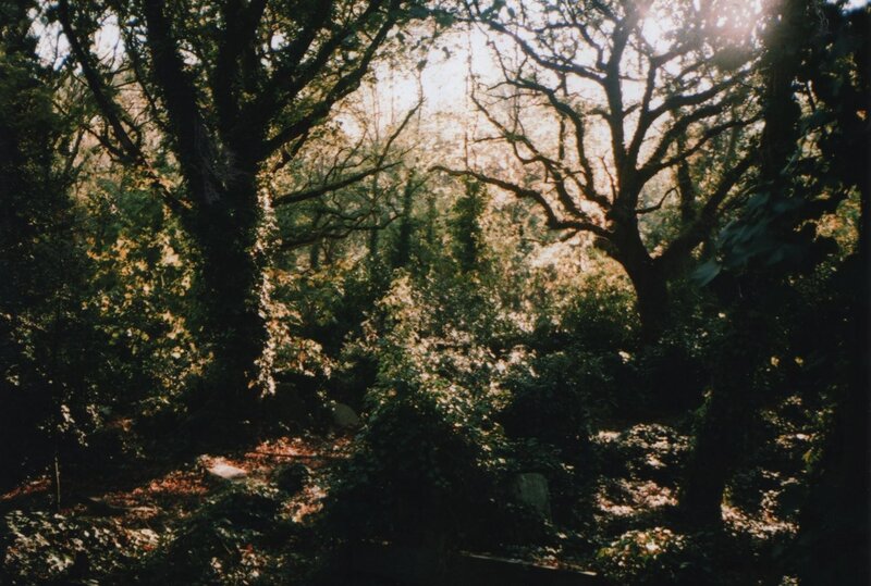 Sunlight Through Forest Trees — Green, Serene, Afternoon, Photograph, Foliage