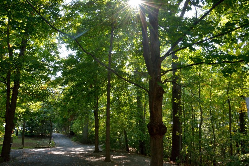 Sunlight Through Forest Trees — Green, Serene, Afternoon, Photograph, Path