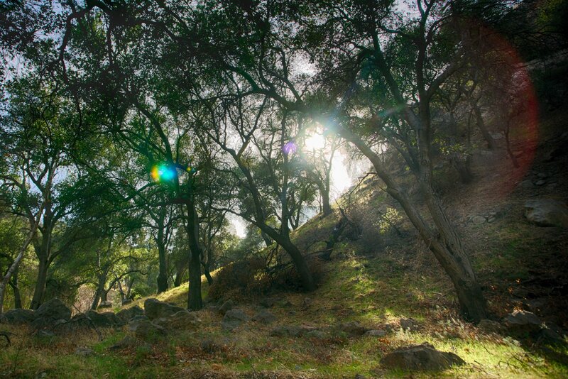 Sunlight Through Forest Trees — Green, Serene, Afternoon, Photograph, Rocks
