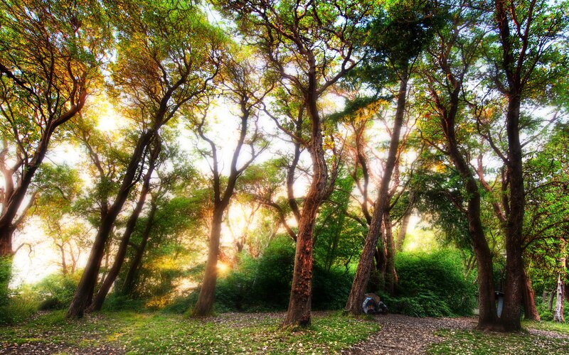 Sunlight Through Forest Trees — Green, Serene, Afternoon, Photograph