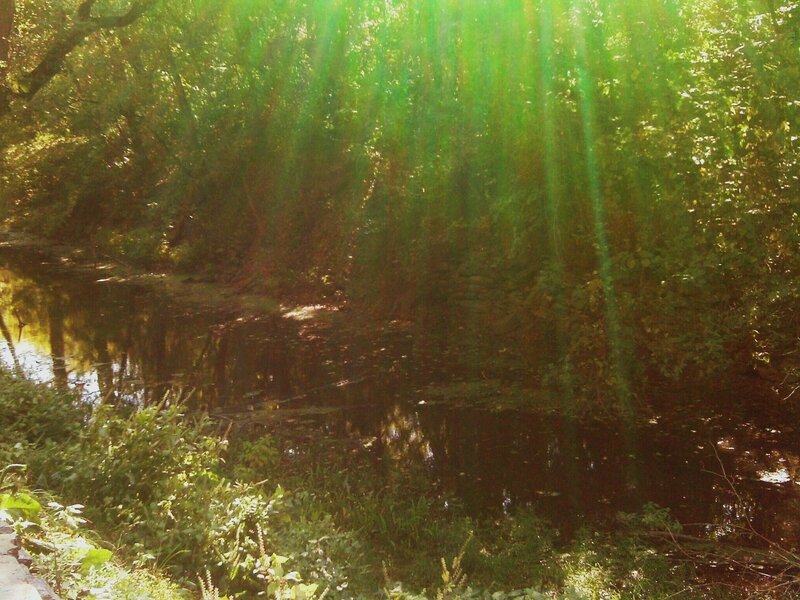 Sunlight Through Forest Trees — Green, Serene, Afternoon