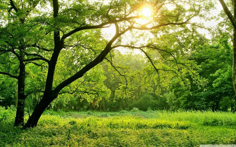 Sunlight Through Forest Trees — Green, Serene, Morning, Photograph, Grass