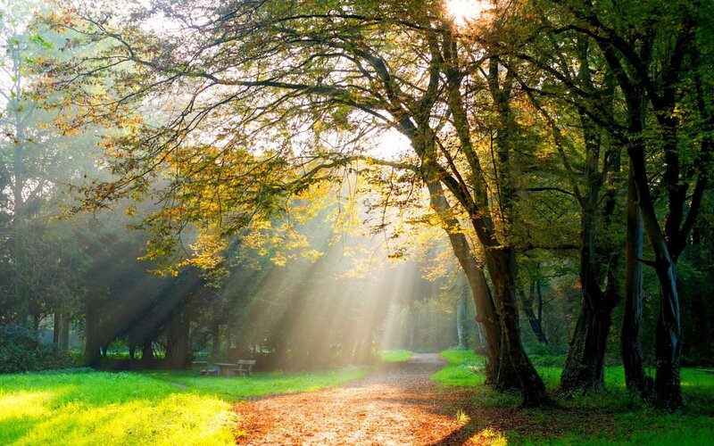 Sunlight Through Forest Trees — Green, Serene, Morning, Photograph, Path, Bench