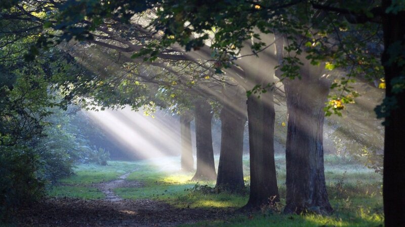 Sunlight Through Forest Trees — Green, Serene, Morning, Photograph, Path, Grass