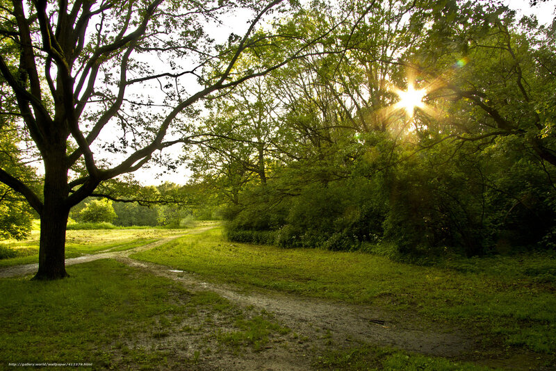 Sunlight Through Forest Trees — Green, Serene, Morning, Photograph, Path, Sun