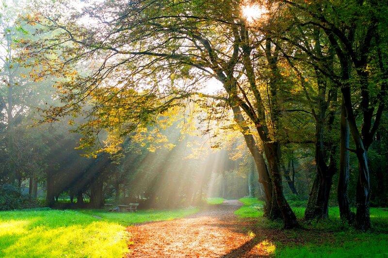 Sunlight Through Forest Trees — Green, Serene, Morning, Photograph, Path