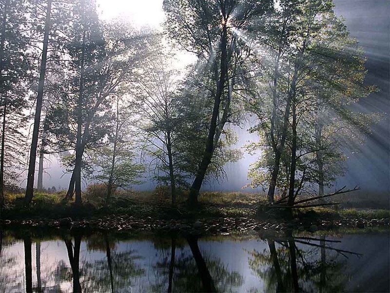 Sunlight Through Forest Trees — Green, Serene, Morning, Photograph, River, Mist
