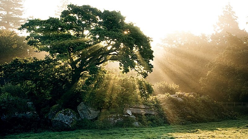 Sunlight Through Forest Trees — Green, Serene, Morning, Photograph, Rocks