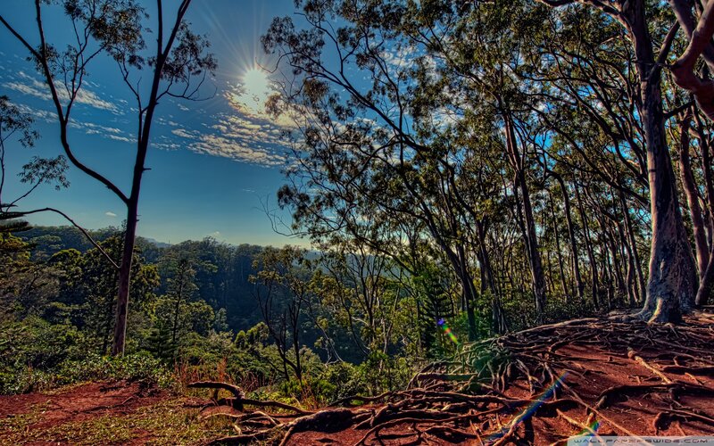 Sunlight Through Forest Trees — Green, Serene, Morning, Photograph, Roots