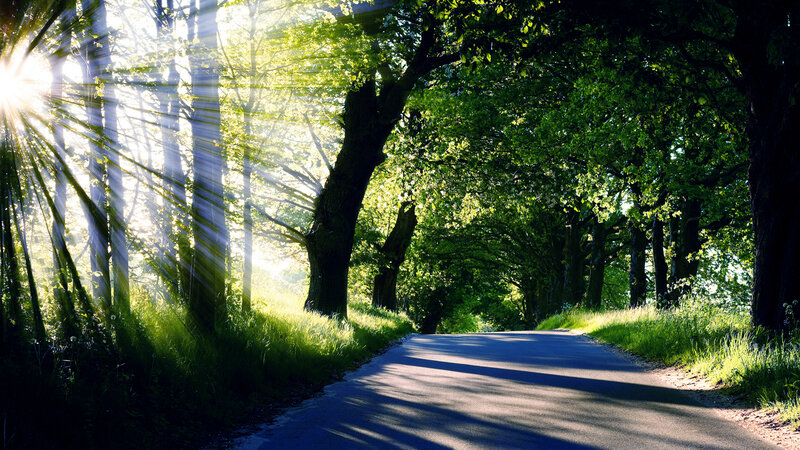 Sunlight Through Forest Trees — Green, Serene, Morning, Photograph