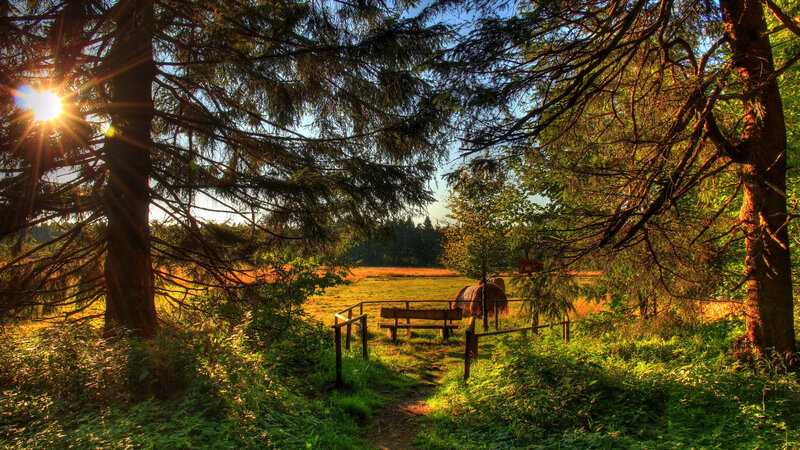 Sunlight Through Forest Trees — Green, Serene, Sunrise