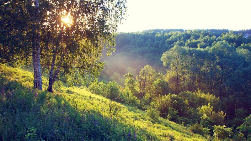 Sunlight Through Forest Trees — Green, Serene, Sunset, Photograph, Hillside