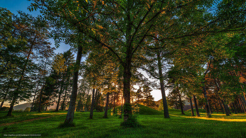 Sunlight Through Forest Trees — Green, Serene, Sunset, Photograph