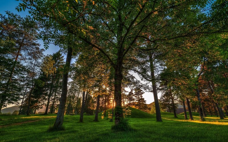 Sunlight Through Forest Trees — Green, Serene, Sunset