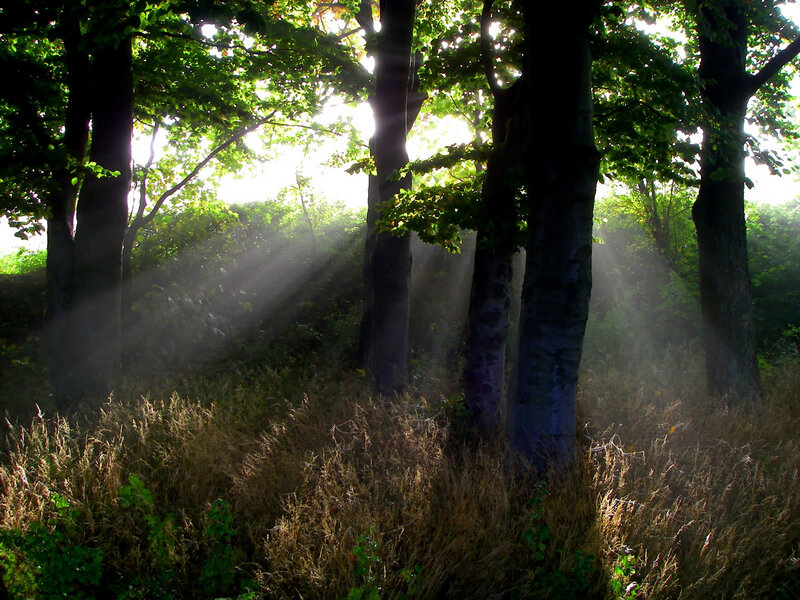 Sunlight Through Forest Trees — Green, Serene