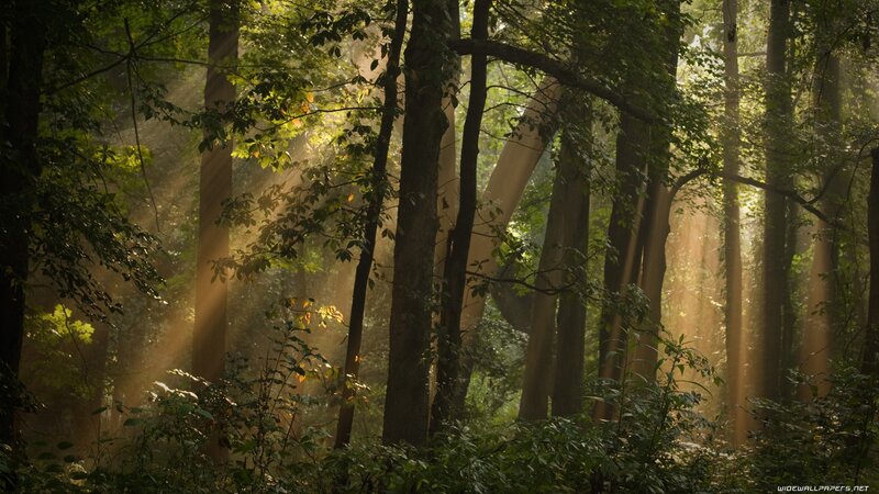 Sunlight Through Forest — Trees, Leaves