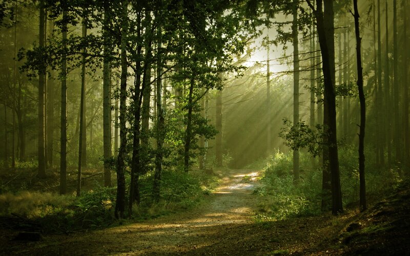 Sunlight Through Forest — Trees, Mist
