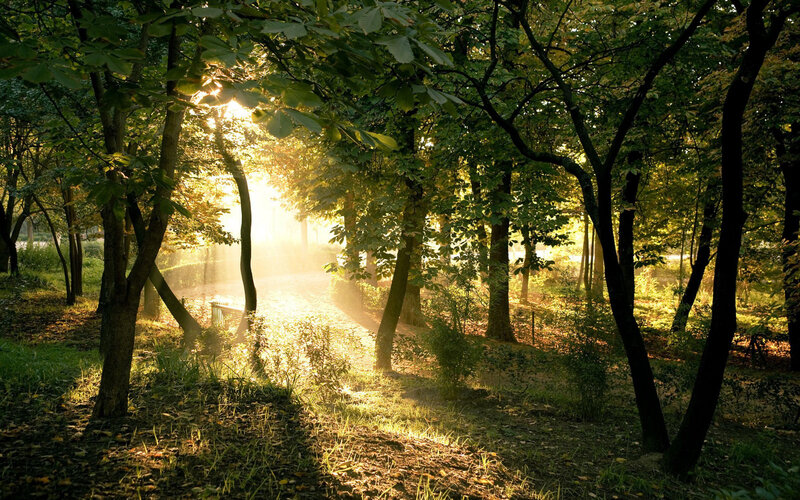 Sunlight Through Forest — Trees, Path