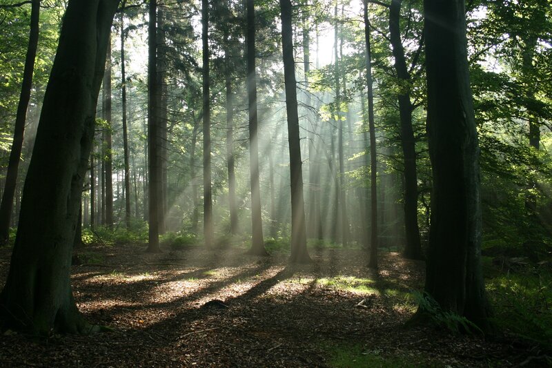 Sunlight Through Forest — Trees, Sunbeams