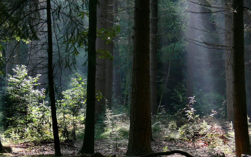 Sunlight Through Forest — Trees, White
